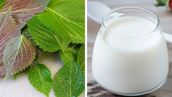 Cách chữa nám bằng lá tía tô và sữa chua cho hiệu quả cao